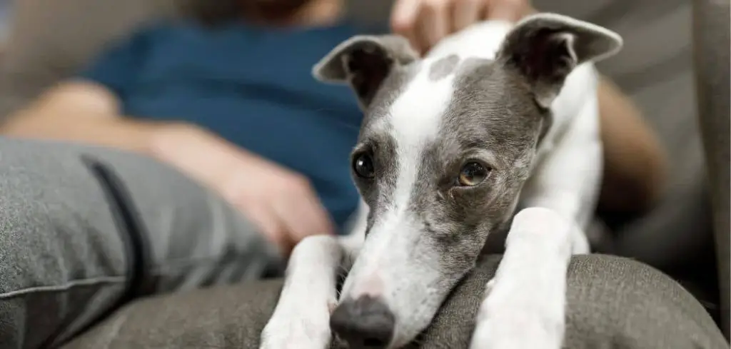 Dog Only Eats When Hand Fed