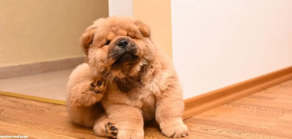 Dog excessive scratching and hair loss