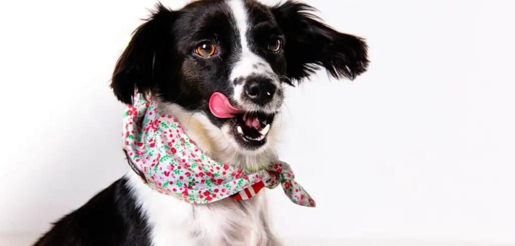 Dog Excessively Licking Chops