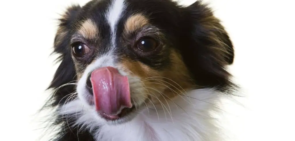 Dog Excessively Licking Lips at Night