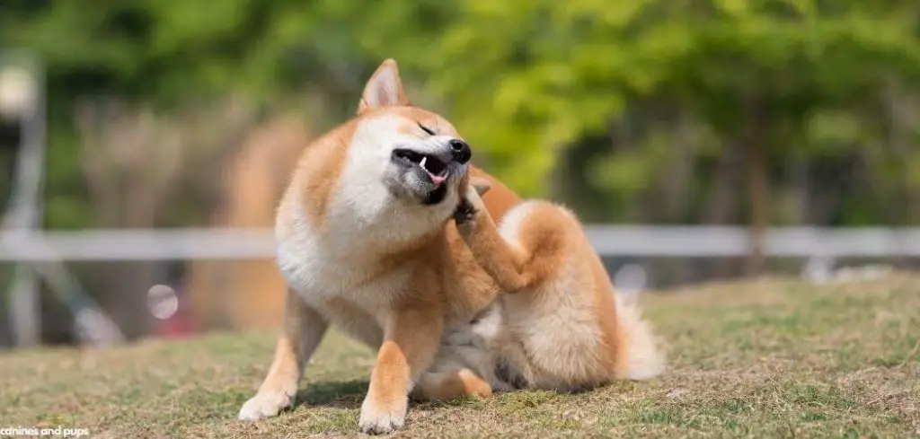 Dog Excessively Scratching Face