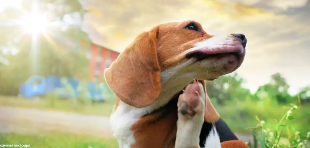 Dog Excessively Scratching Neck