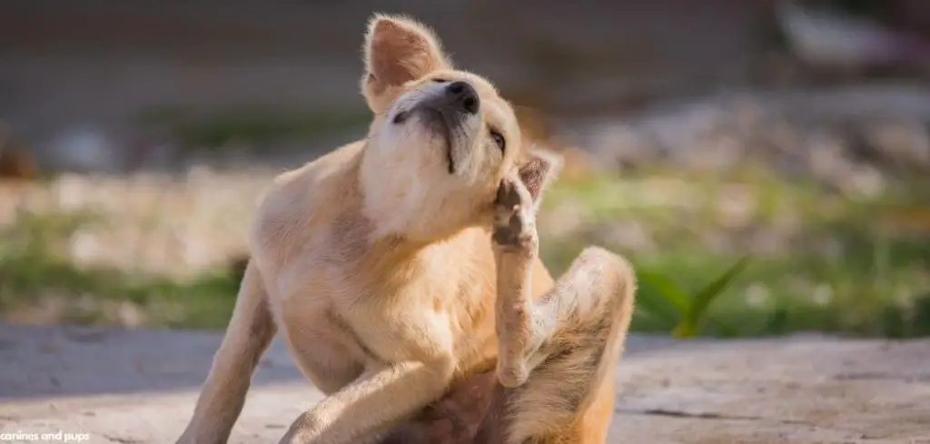 Dog Excessive Scratching No Fleas