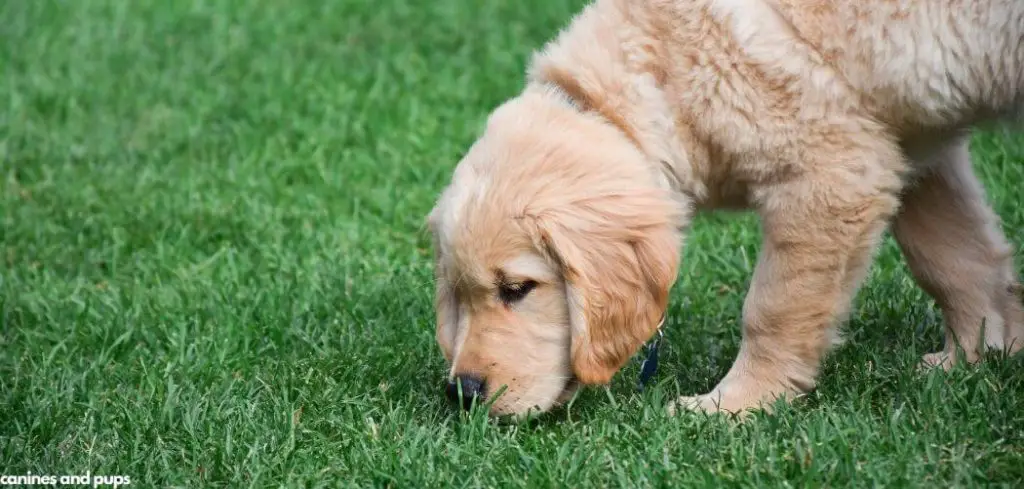 Dog Suddenly Excessively Eating Grass