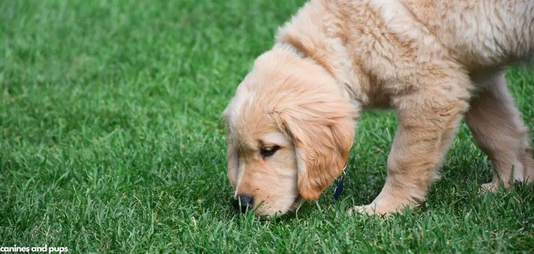 Dog Suddenly Excessively Eating Grass