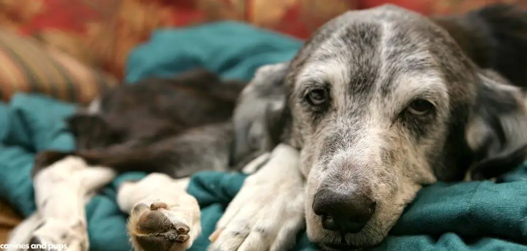 Dog with Cancer and Diarrhea