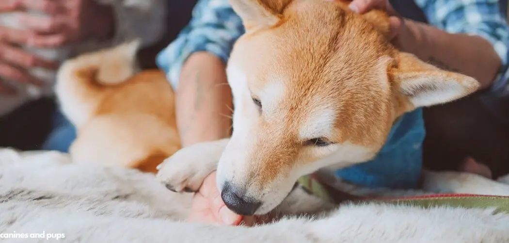 Dog with Cancer Very Hungry