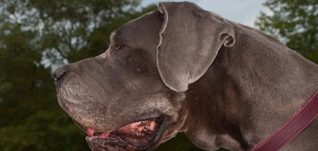 Old Dog Always Panting