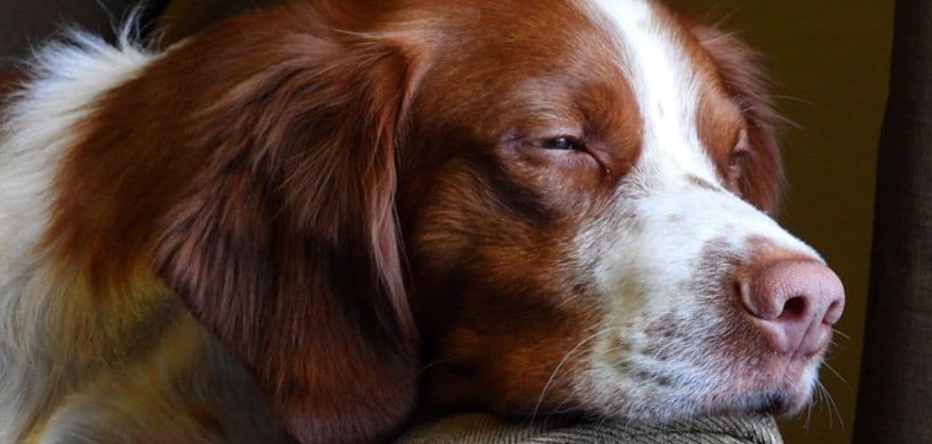 Old Dog Coughing and Gagging