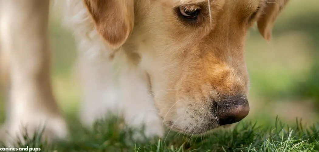 Old Dog Eating Grass