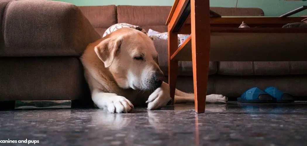Old Dog Excessively Licking Paws