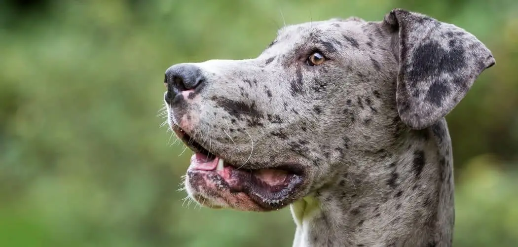 Old Dog Farting a Lot