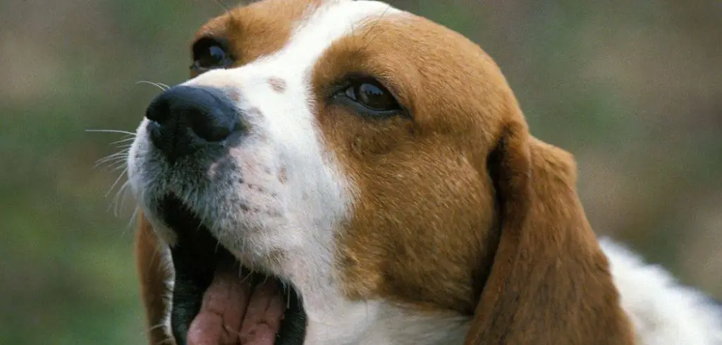 Old Dog Gagging