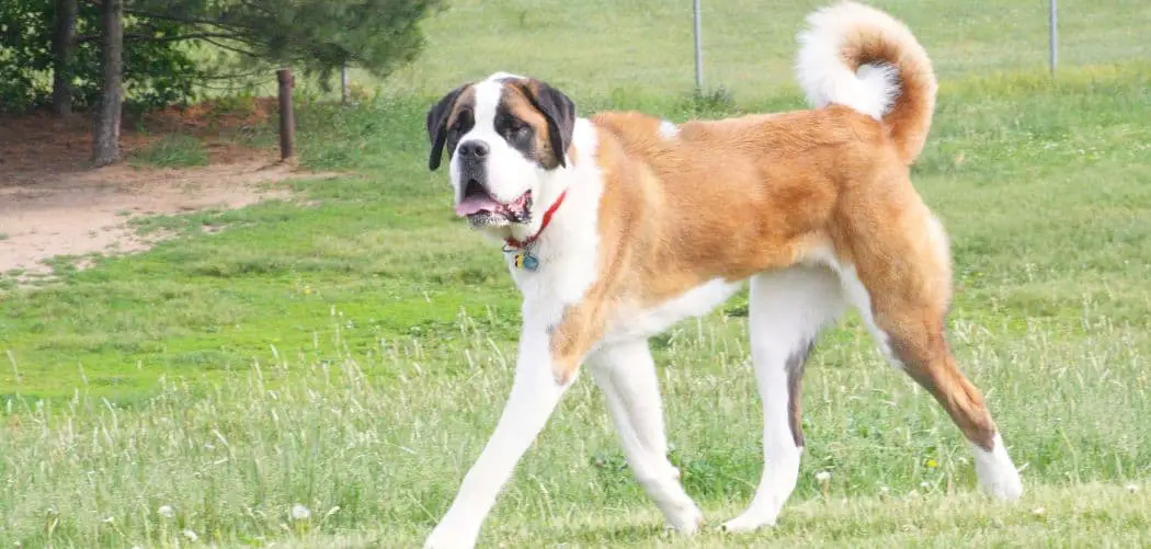 Old Dog Getting Skinny