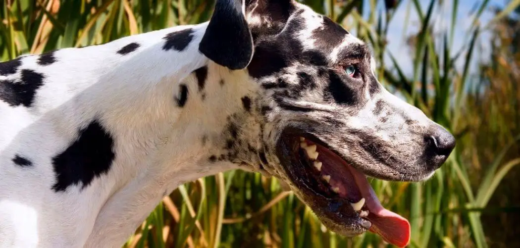 Old Dog Has Diarrhea but Is Acting Fine