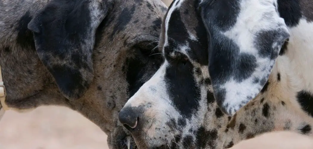 Old Dog Jealous of New Dog