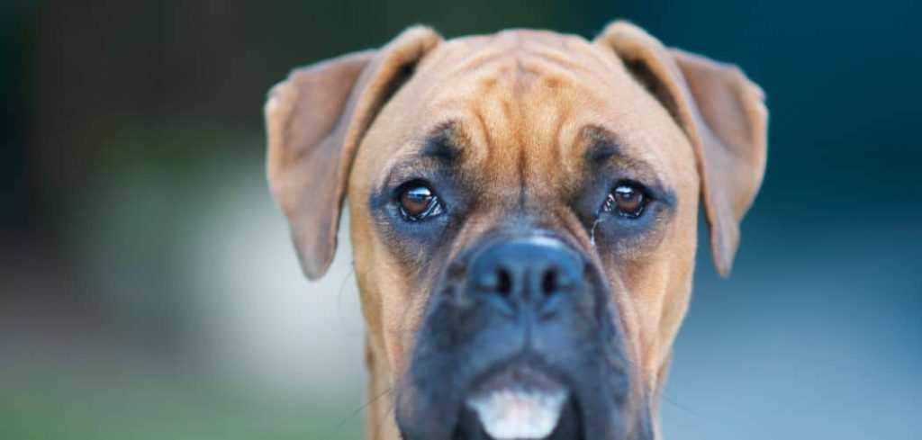 Old Dog Losing Teeth