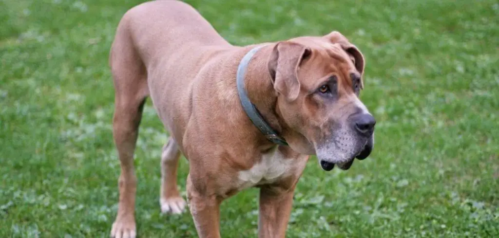 Old Dog Losing Weight and Muscle Mass