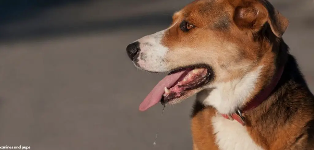 Old Dog Not Eating and Drinking a Lot of Water