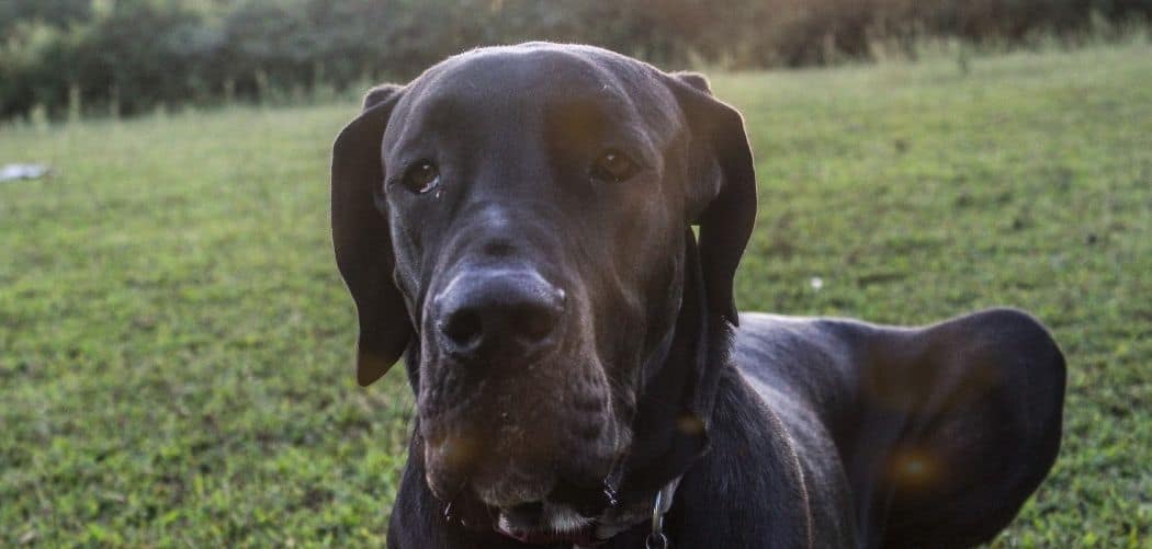 Old Dog Not Eating and Throwing Up Yellow