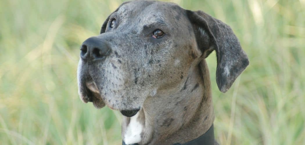 Old Dog Sudden Diarrhea