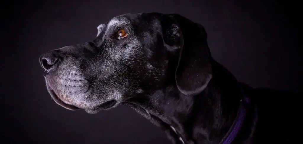 Old Dog Excessive Panting and Pacing
