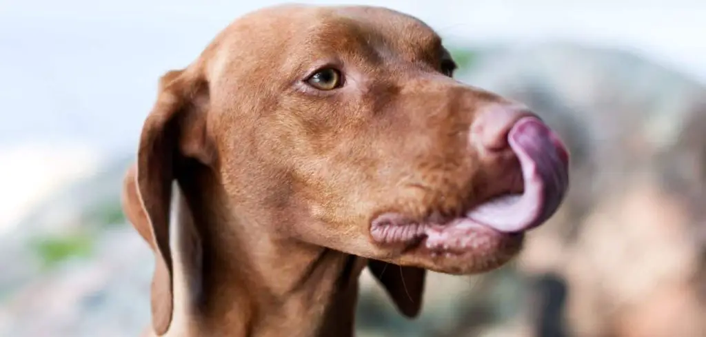 Old Dog Excessively Licking Lips