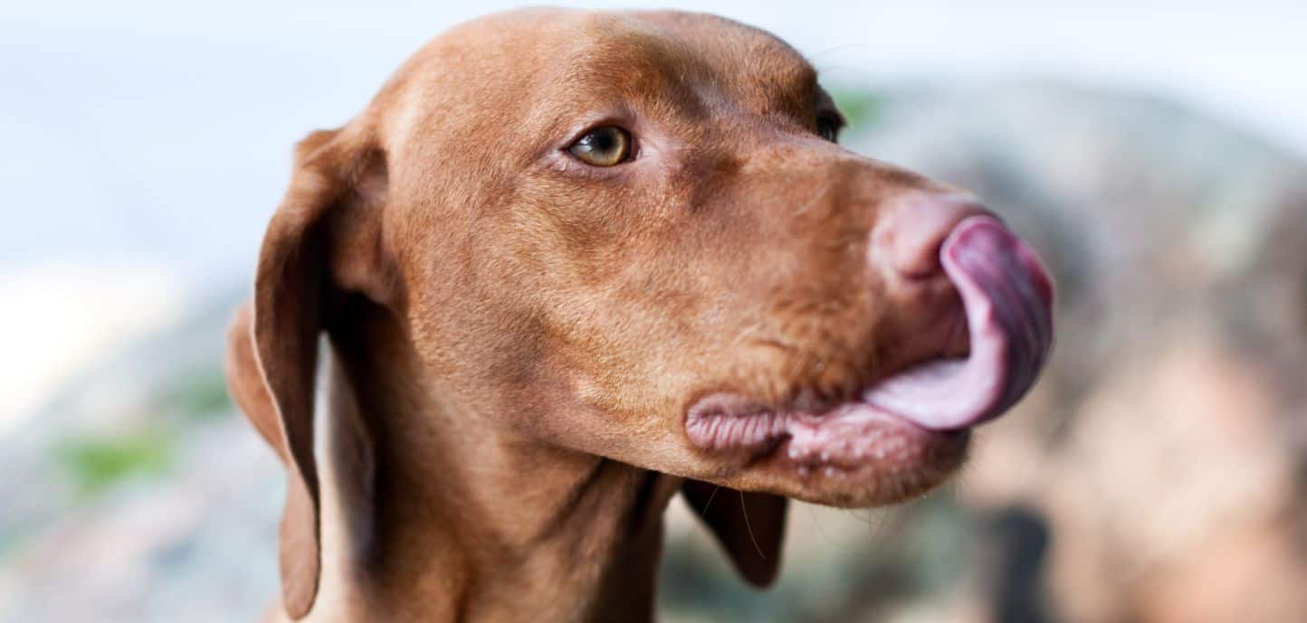 Old Dog Excessively Licking Lips