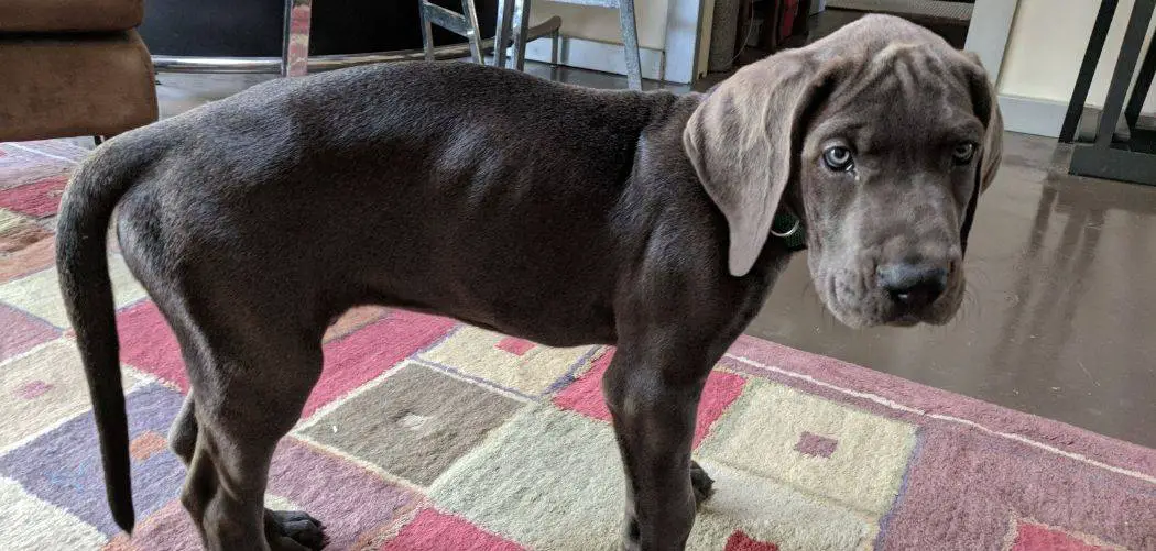 Puppy Loose Stool with Blood