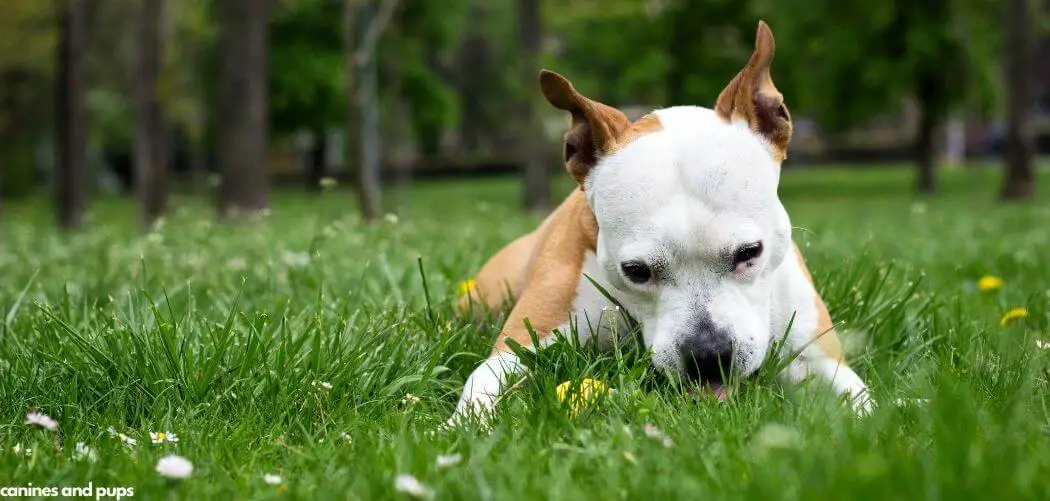 Senior Dog Excessively Eating Grass and Diarrhea