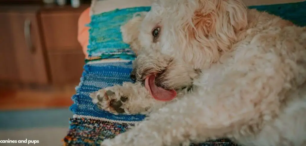 Dog Excessively Licking and Hiccuping