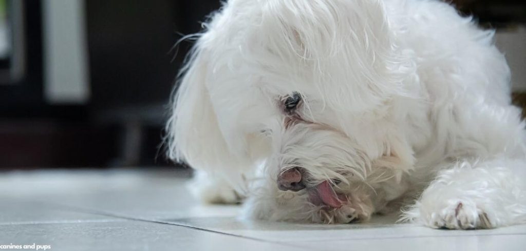 Dog Excessively Licking and Swallowing