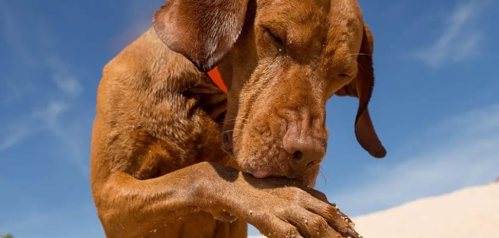 Dog Licking Front Paws Excessively