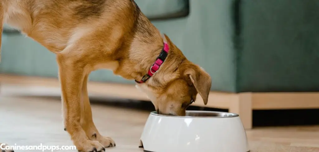 Dog Hacking After Eating