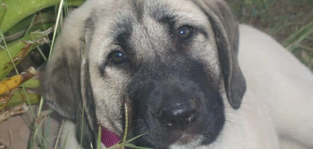 Dog Is Drooling a Lot from Mouth Suddenly