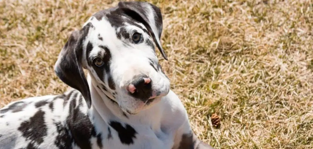 Dog Not Eating in Hot Weather