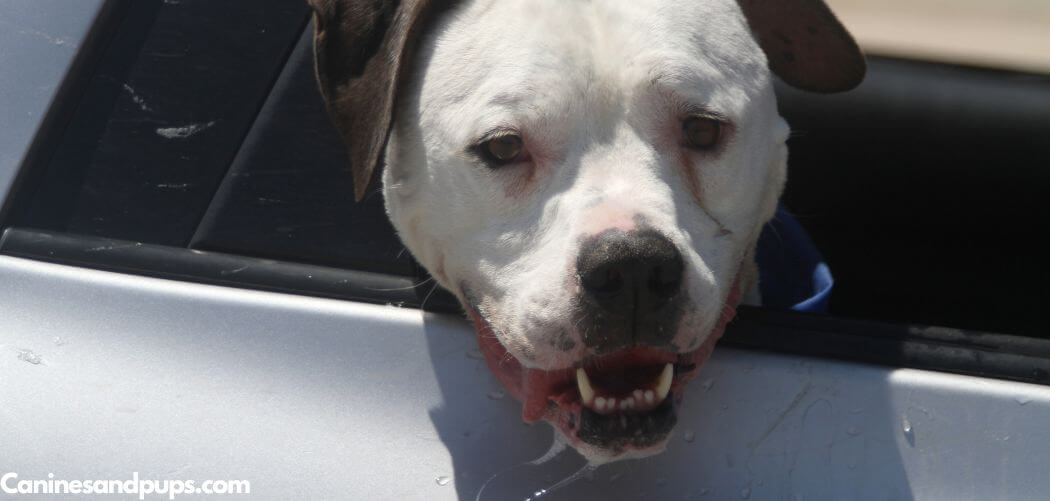 Dog Panting and Drooling in Car