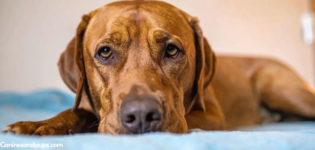 Dog Panting and Fast Heart Rate