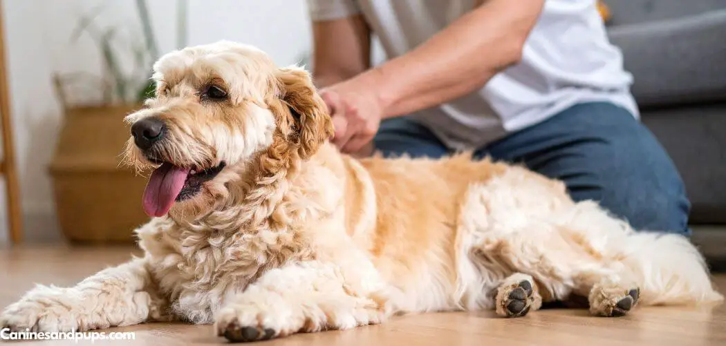 Dog Panting and Gassy