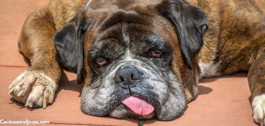 Dog Panting and Gulping