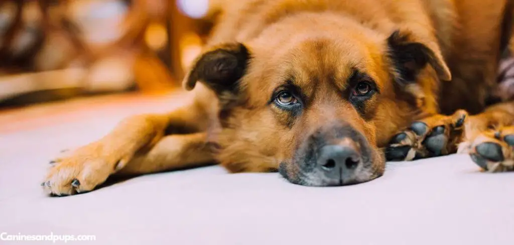 Dog Panting and Itching At Night