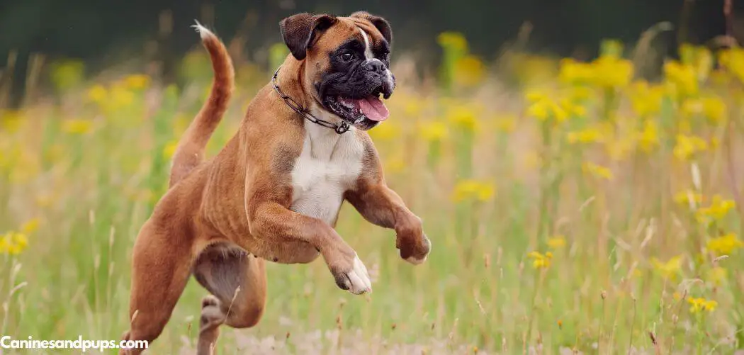 Dog Panting and Jumpy