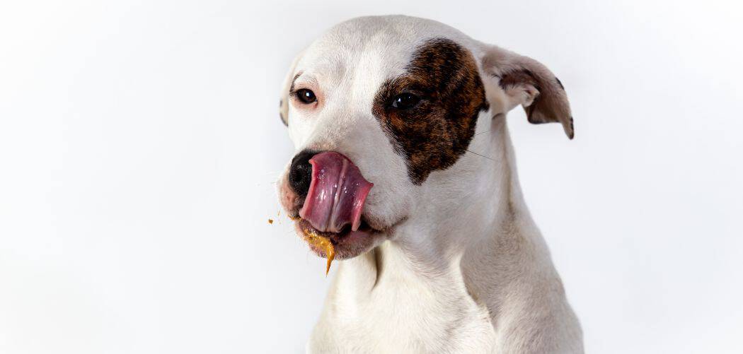 Dog Panting and Licking Air