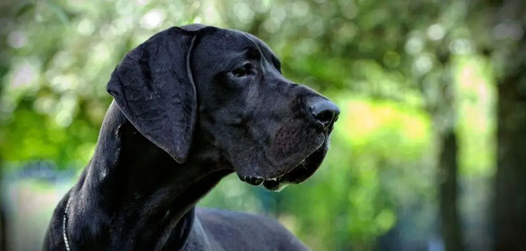 Dog Panting and Quiet