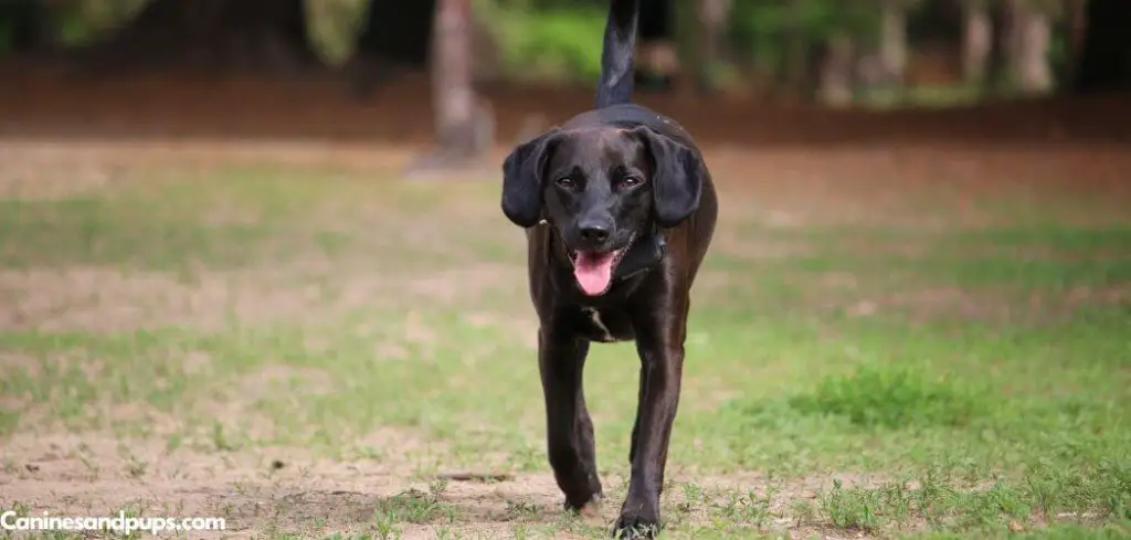 Dog Panting and Running Around