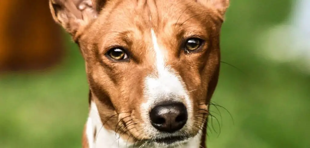 Dog Panting and Steroids