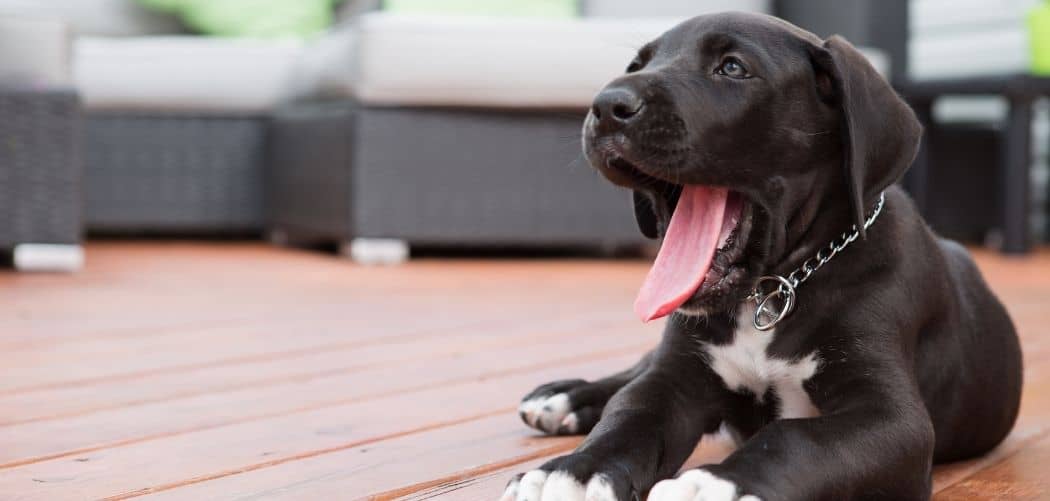 Dog Panting and Yawning Pain