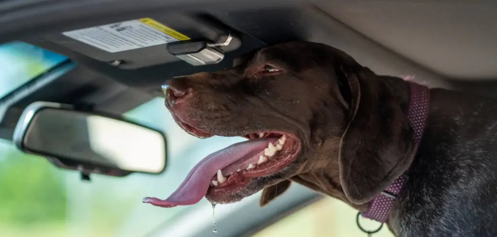 Dog Panting and Yawning in Car