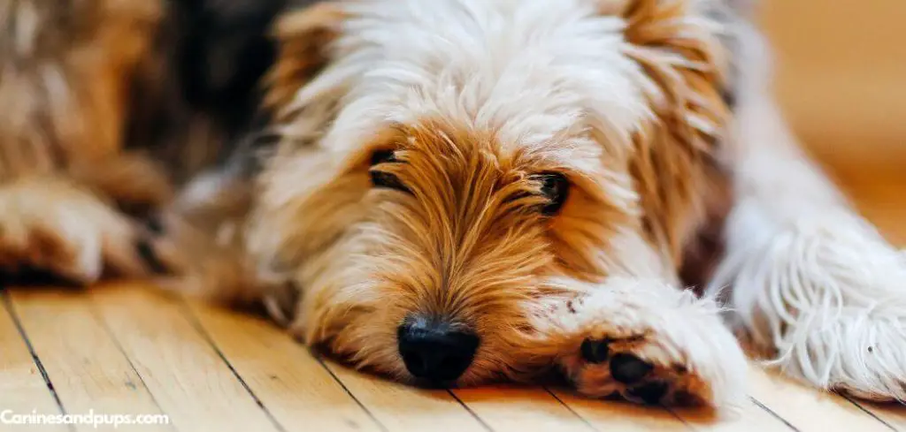 Dog Panting and in Pain