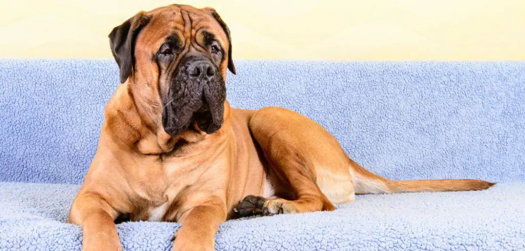 Dog Suddenly Not Eating Kibble